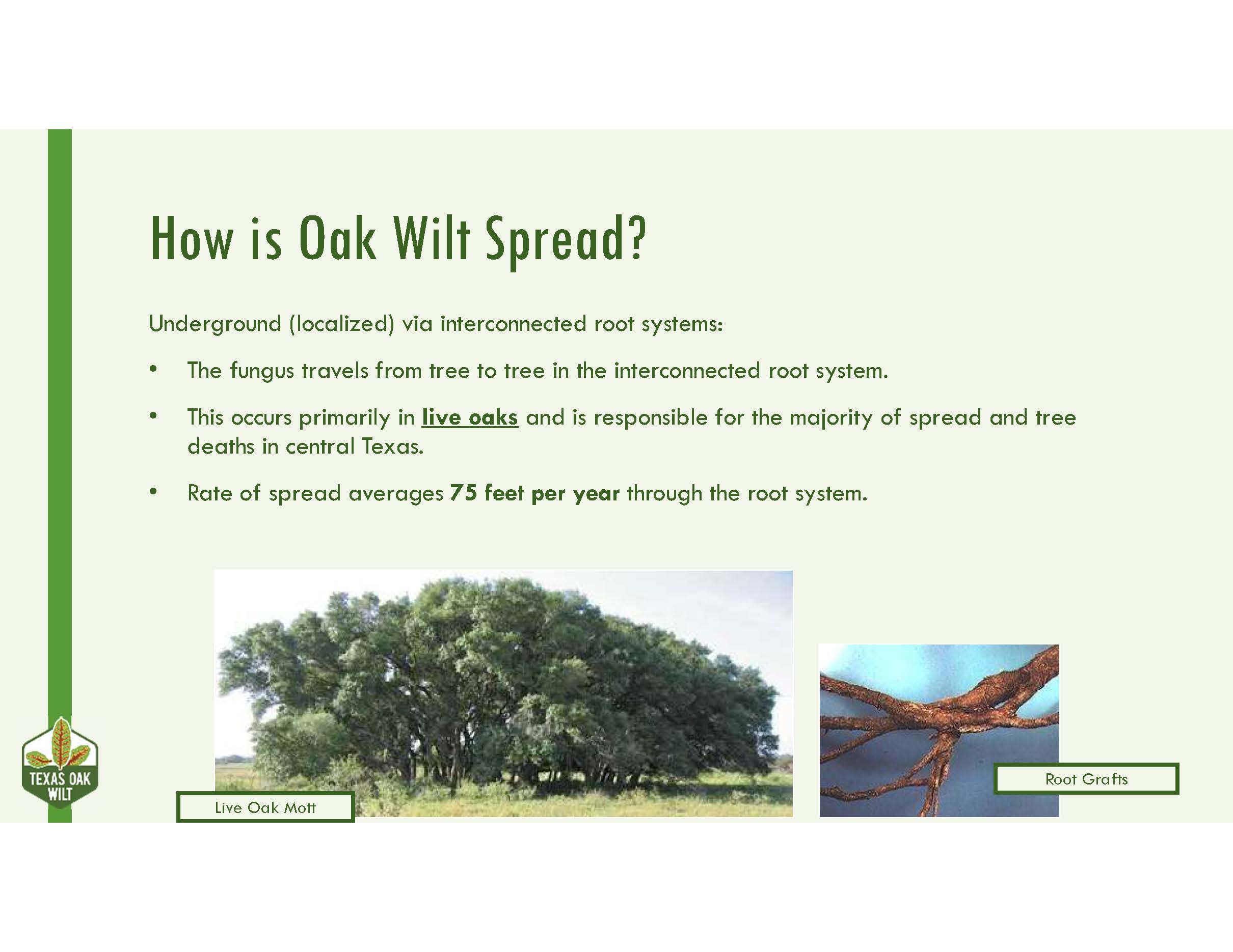 Oak Wilt 8